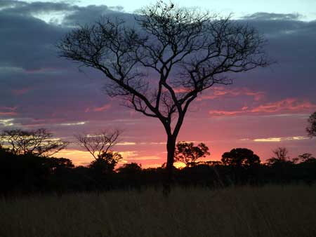 Wildlives Sunset